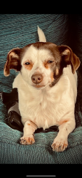 Lost Female Dog last seen 11th and Cherry, Noblesville, IN 46060
