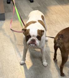 Shelter Stray Female Dog last seen Cervantes Avenue, San Diego, CA, 92114, 5500 Gaines St, San Diego, CA 92110, USA