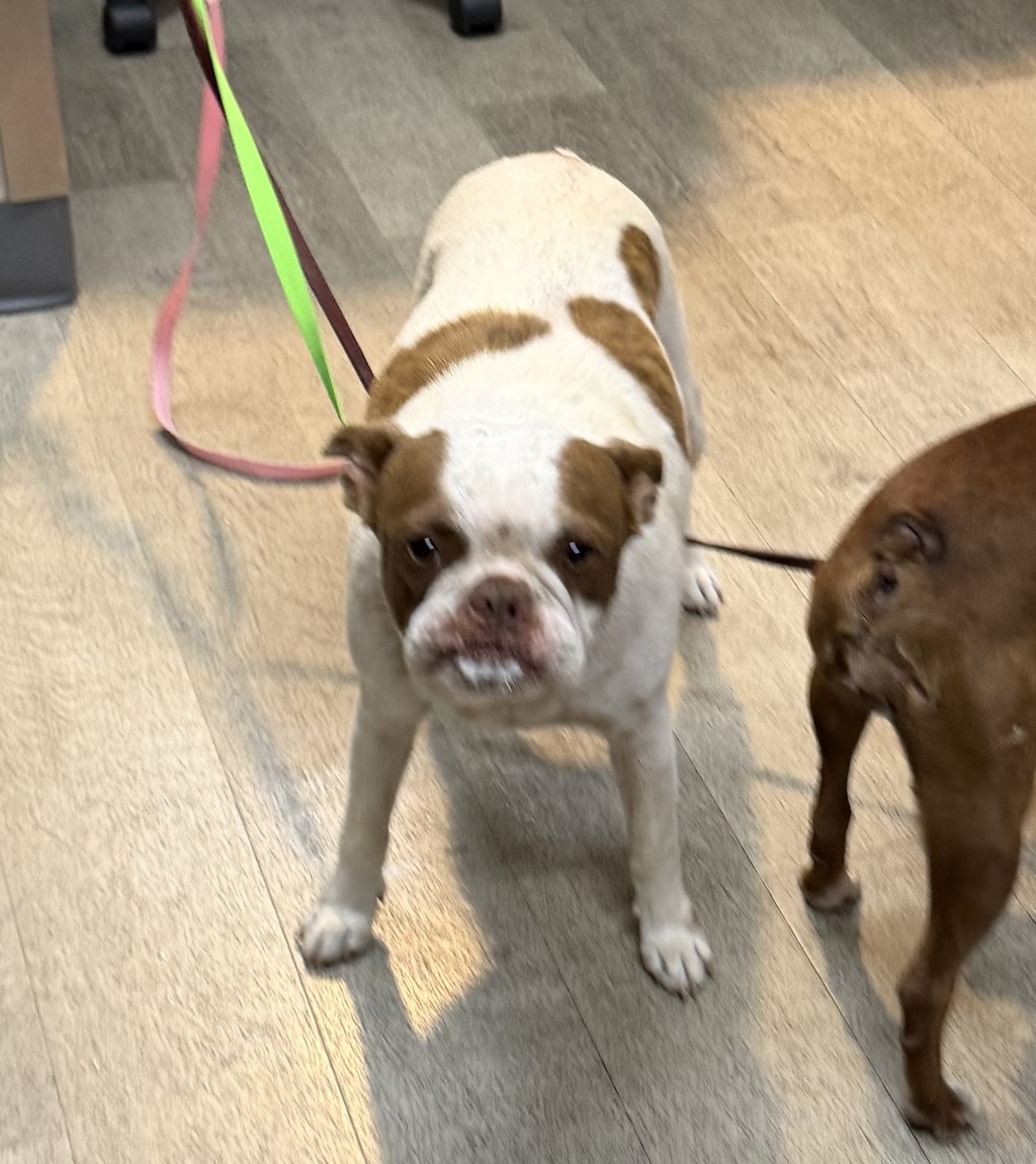 Shelter Stray Female Dog last seen Cervantes Avenue, San Diego, CA, 92114, 5500 Gaines St, San Diego, CA 92110, USA