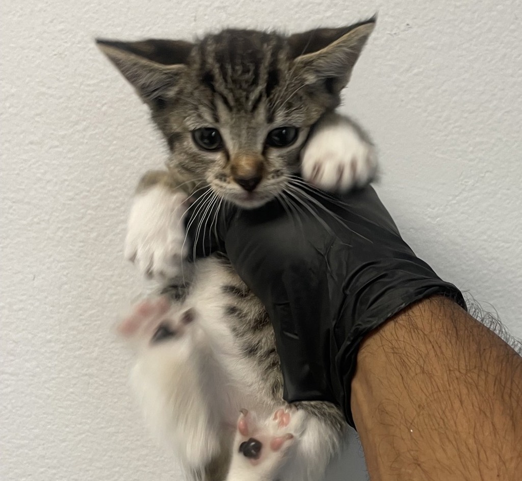 Shelter Stray Female Cat last seen Near Orange Avenue, San Diego, CA, 92115, 5500 Gaines St, San Diego, CA 92110, USA
