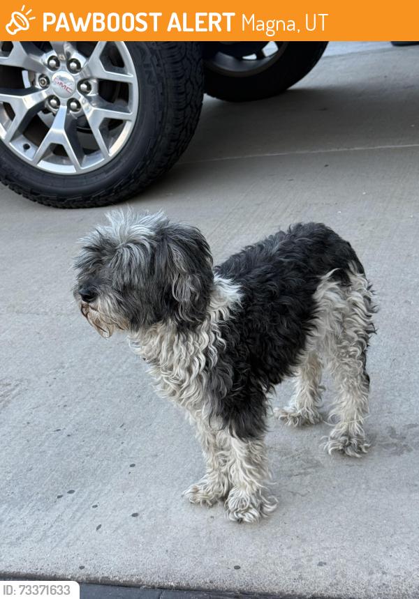 Found/Stray Unknown Dog last seen Near S Pyrite Dr, Magna, UT 84044