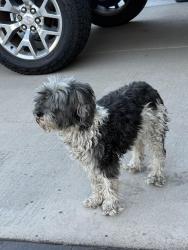 Found/Stray Unknown Dog last seen Near S Pyrite Dr, Magna, UT 84044