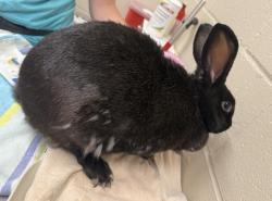 Shelter Stray Female Rabbit last seen Near Greenfield Drive, El Cajon, CA, 92019, El Cajon, CA 92020, USA