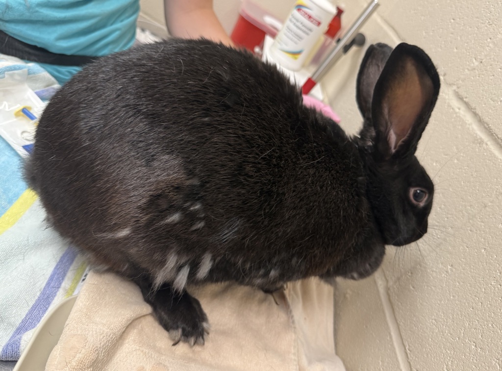Shelter Stray Female Rabbit last seen Near Greenfield Drive, El Cajon, CA, 92019, El Cajon, CA 92020, USA