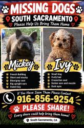 Reunited Male Dog last seen Nina way and 37th ave, Sacramento, CA 95824