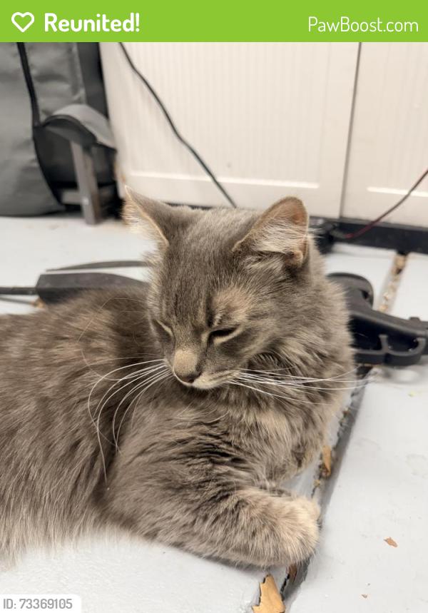 Reunited Unknown Cat last seen Banbury Loop and Milano Way, Martinez, CA 94553