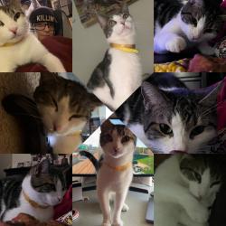 Reunited Male Cat last seen southwest middle school area, chestnut, carpenter, 3rd & 4th st., Reading, PA 19602