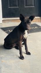 Found/Stray Unknown Dog last seen Lenox Park apmts, Houston, TX 77034