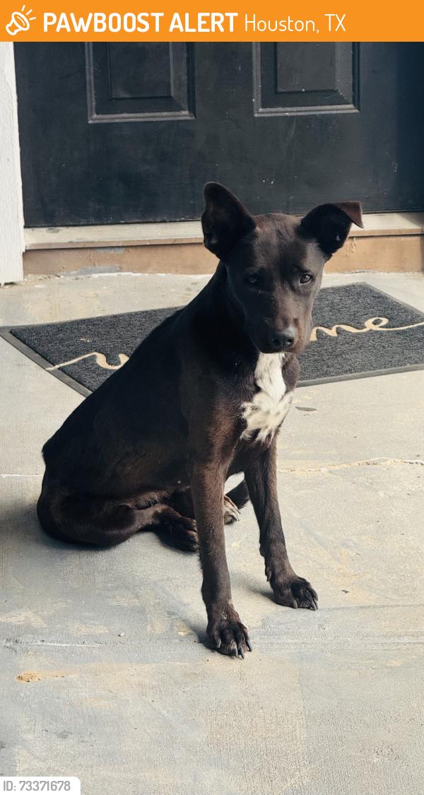 Found/Stray Unknown Dog last seen Lenox Park apmts, Houston, TX 77034