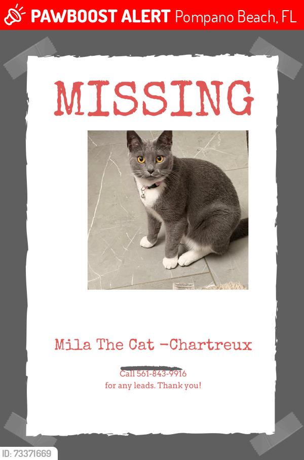 Lost Female Cat last seen N/a, Pompano Beach, FL 33060