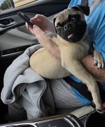 Reunited Male Dog last seen Near the corner of University and Fielder, Arlington, TX 76013