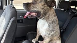 Found/Stray Male Dog last seen North emerson, Minneapolis, MN 55412