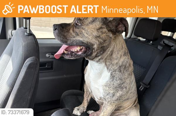 Found/Stray Male Dog last seen North emerson, Minneapolis, MN 55412