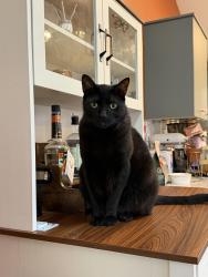 Lost Male Cat last seen Taylor’s Ferry Rd, Portland, OR 97219