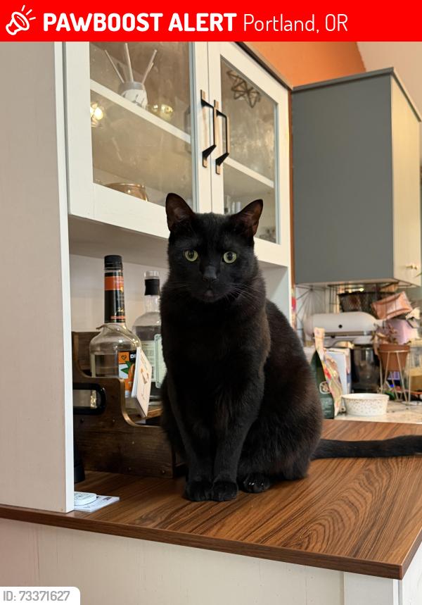 Lost Male Cat last seen Taylor’s Ferry Rd, Portland, OR 97219