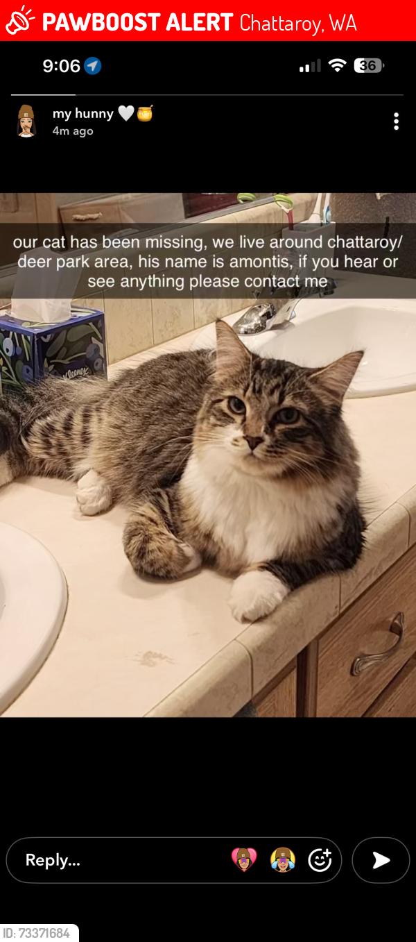 Lost Male Cat last seen Near N Kona Ranch Ln chattaroy, Chattaroy, WA 99003