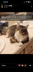 Lost Male Cat last seen Near N Kona Ranch Ln chattaroy, Chattaroy, WA 99003
