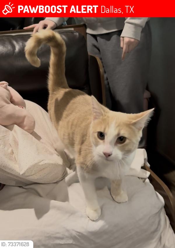 Lost Male Cat last seen Rotan lane and Channel, Dallas, TX 75229