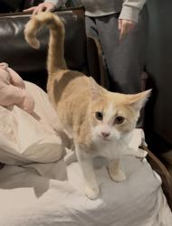 Lost Male Cat last seen Rotan lane and Channel, Dallas, TX 75229