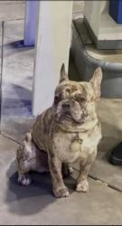 Lost Male Dog last seen Dowling, Oakland, CA 94605