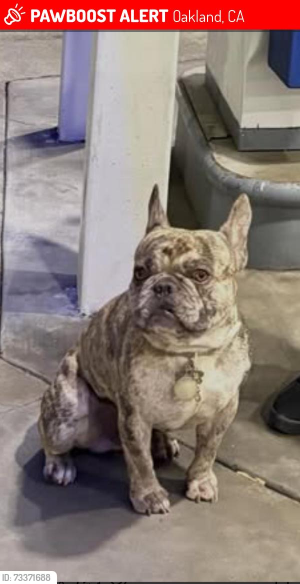 Lost Male Dog last seen Dowling, Oakland, CA 94605