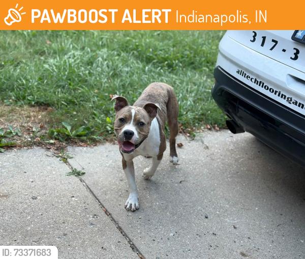 Found/Stray Male Dog last seen 56th and Georgetown, Indianapolis, IN 46254