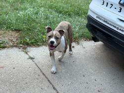 Found/Stray Male Dog last seen 56th and Georgetown, Indianapolis, IN 46254
