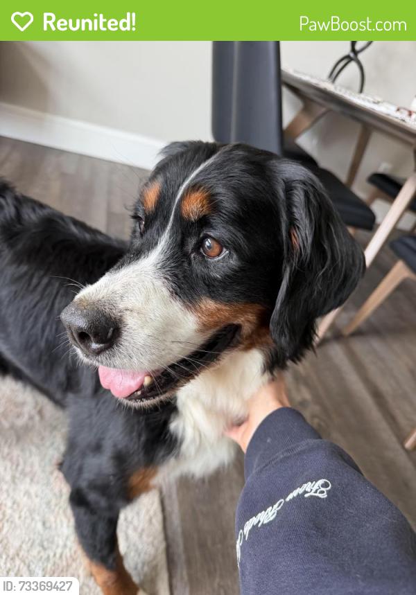 Reunited Female Dog last seen Leicester Highway & Whisper Mountain Drive, Leicester, NC 28748