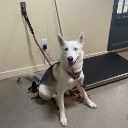 Shelter Stray Female Dog last seen , 361 S Raymond Ave, Pasadena, CA 91105, USA