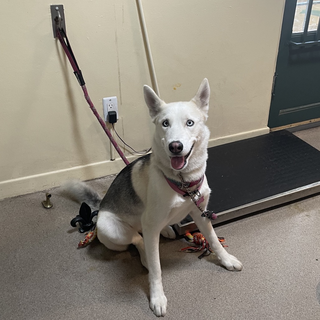 Shelter Stray Female Dog last seen , 361 S Raymond Ave, Pasadena, CA 91105, USA