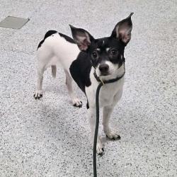 Shelter Stray Female Dog last seen , 5801 Graye Ln, Caldwell, ID 83607, USA