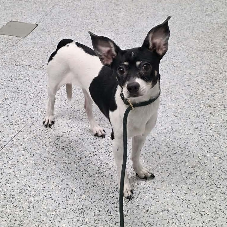 Shelter Stray Female Dog last seen , 5801 Graye Ln, Caldwell, ID 83607, USA
