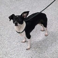 Shelter Stray Female Dog last seen , 5801 Graye Ln, Caldwell, ID 83607, USA