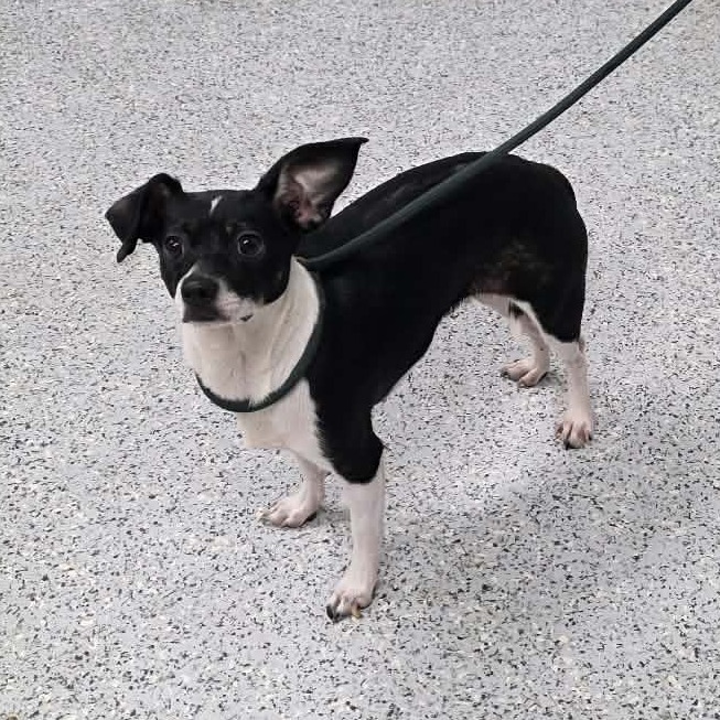 Shelter Stray Female Dog last seen , 5801 Graye Ln, Caldwell, ID 83607, USA