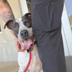 Shelter Stray Male Dog last seen , 328 Furman Hall Rd, Greenville, SC 29609, USA