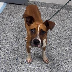Shelter Stray Male Dog last seen , 328 Furman Hall Rd, Greenville, SC 29609, USA