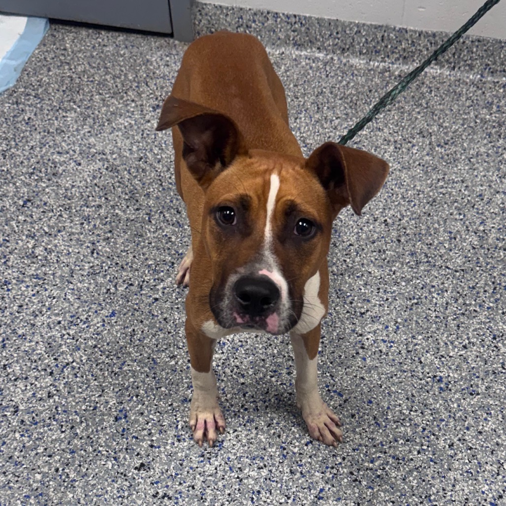 Shelter Stray Male Dog last seen , 328 Furman Hall Rd, Greenville, SC 29609, USA