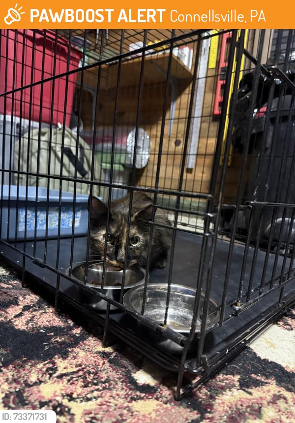 Found/Stray Female Cat last seen Found in Bud Murphy’s parking lot, Connellsville, PA 15425
