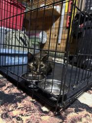 Found/Stray Female Cat last seen Found in Bud Murphy’s parking lot, Connellsville, PA 15425