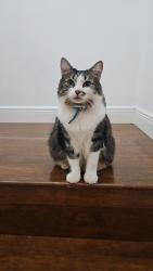 Lost Male Cat last seen Secret Woods Dr. & Fern Forest Rd. - The Park at Rock Creek in Cooper City, Hollywood, FL 33026