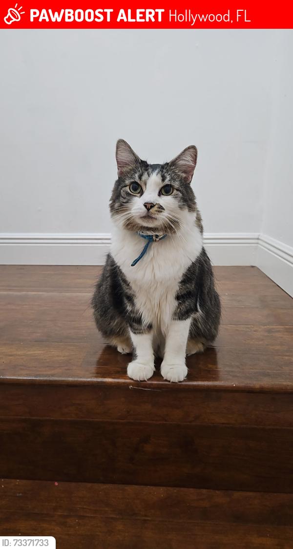 Lost Male Cat last seen Secret Woods Dr. & Fern Forest Rd. - The Park at Rock Creek in Cooper City, Hollywood, FL 33026