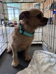 Reunited Female Dog last seen Near Aledo Iona Road, Aledo, TX 76008