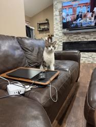 Found/Stray Male Cat last seen Edgell Road, Framingham, MA 01701