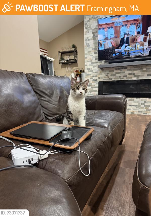 Found/Stray Male Cat last seen Edgell Road, Framingham, MA 01701