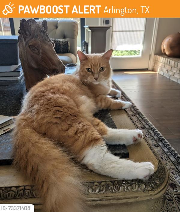Found/Stray Unknown Cat last seen Randy Snow & Cantor, Arlington, TX 76011