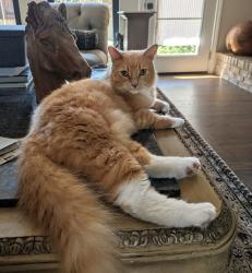 Found/Stray Unknown Cat last seen Randy Snow & Cantor, Arlington, TX 76011