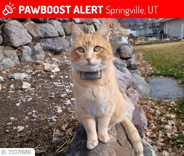 Lost Male Cat last seen Near east by the stake center and the spring creek park in Springville, Springville, UT 84663