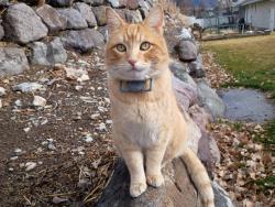 Lost Male Cat last seen Near east by the stake center and the spring creek park in Springville, Springville, UT 84663