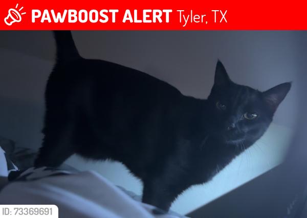 Lost Male Cat last seen Jeff Davis Dr and Paluxy, Tyler, TX 75703
