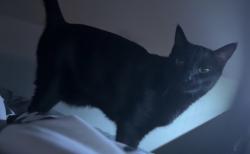 Lost Male Cat last seen Jeff Davis Dr and Paluxy, Tyler, TX 75703